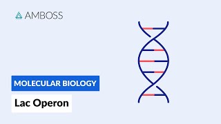 Prokaryotic Gene Regulation Lac Operon [upl. by Lidda955]