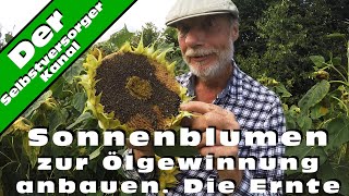 Sonnenblumen zur Ölgewinnung Teil 2 Die Ernte [upl. by Erika]