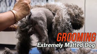 Grooming an EXTREMELY matted dog [upl. by Polik]