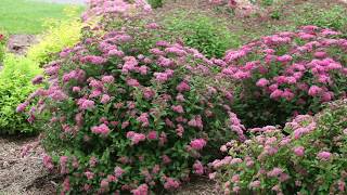 Pruning Spiraea in Early Spring [upl. by Radack]