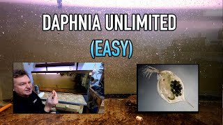 How I Raise Daphnia Water Fleas And You Can Too [upl. by Annam]