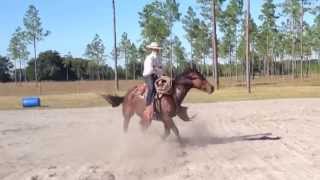 Vaquero Bridle Horse [upl. by Florence]