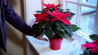 Poinsettia Care Guide [upl. by Giuditta38]