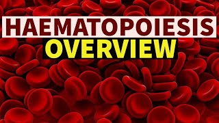 HAEMATOPOIESIS  OVERVIEW  DrSonu Yadav  Pathology Kingdom  Haematology [upl. by Alexia]