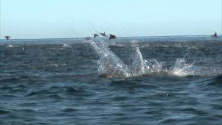 Manta Rays Jumping [upl. by Zilvia]