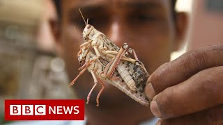 Locust swarms destroy crops across India  BBC News [upl. by Ahsilet526]