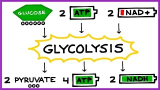 Aerobic Cellular Respiration Glycolysis Prep Steps [upl. by Grof]