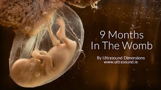 40 Weeks In The Womb by Ultrasound Dimensions [upl. by Alesram723]