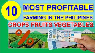 Top 10 Most Profitable Farming Business in the Philippines per Return on Investments  Hectare 2020 [upl. by Won694]