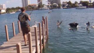 Monster Eagle Ray Jumping Out Of The Water [upl. by Aicitel]