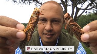 Locusts in East Africa Explained [upl. by Celie499]