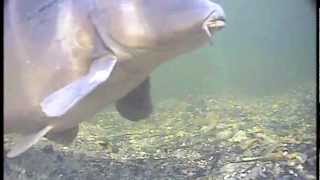 Korda State of the Art Underwater Carp Fishing  Part 5  Trailer [upl. by Rolf227]