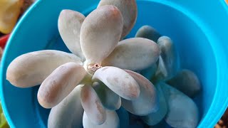 REPRODUCIENDO MI PACHYPHYTUM OVIFERUM [upl. by Manella168]