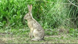 Black Tailed Jackrabbit [upl. by Eidda16]