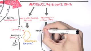 Microbiology  Bacteria Antibiotic Resistance [upl. by Alistair737]