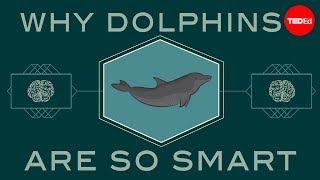 How smart are dolphins  Lori Marino [upl. by Hakaber567]