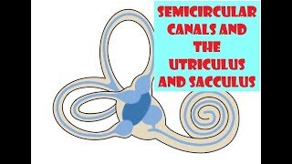 Semicircular canals and the Utriculus and Sacculus [upl. by Ayamat683]