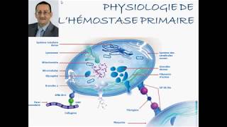 PHYSIOLOGIE DE HÉMOSTASE PRIMAIRE [upl. by Augusto569]