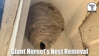 Hornets Nest Removal [upl. by Xet]