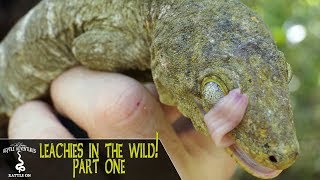 LEACHIANUS GECKOS IN THE WILD PART 1  Rhacodactylus Leachianus  New Caledonia 2018 [upl. by Borchert]