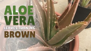 How To Manage Aloe Vera With Leaves Turning Brown [upl. by Leahcimrej]