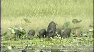 Aransas and Matagorda Island National Wildlife Refuges [upl. by Abekam29]