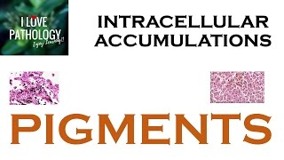 INTRACELLULAR ACCUMULATIONS PIGMENTS [upl. by Eaj]