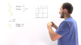 Test Cross Determining Genotype [upl. by Acim]