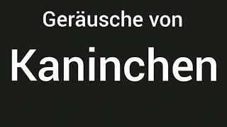 Geräusche von Kaninchen 🔊 [upl. by Boote]