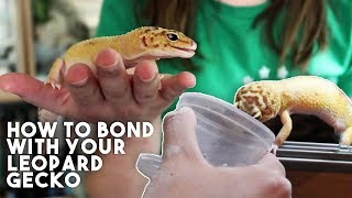 5 TIPS TO MAKE YOUR GECKO LOVE YOU [upl. by Tahmosh]