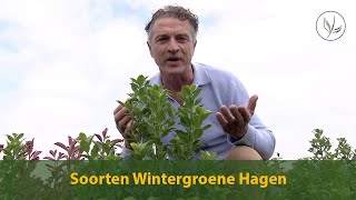 Soorten Wintergroene Haagplanten  Jurgen Smit  Haagplantennet [upl. by Sibelle]