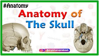 Anatomy of the Skull Norma basalis  Anterior part  Middle part and Posterior part [upl. by Aidil]