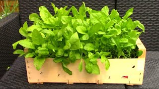 Faire pousser des épinards  Growing spinach [upl. by Johanan]