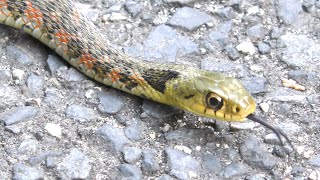 臆病なヤマカガシ Rhabdophis tigrinus [upl. by Aeneas473]