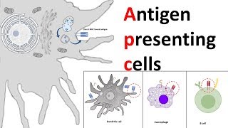 Antigen Presenting Cells APC [upl. by Tnomed]