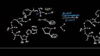 Alcohol Dehydrogenase Physiology Biochemistry and Mechanism [upl. by Tybald]