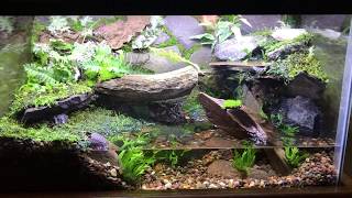 10 gallon paludarium  landwater habitat  part 1 [upl. by Nivan]