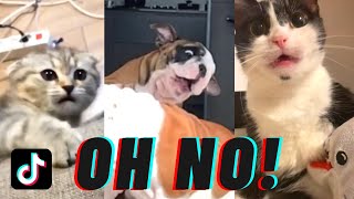 Oh No TikTok Compilation oh no no no song  Pet edition [upl. by Phillane]