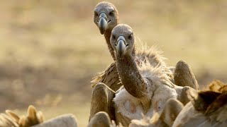 Meet the Largest Vultures in Africa [upl. by Nicholle]