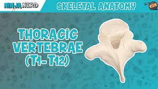 Thoracic Vertebrae T1T12 Anatomy [upl. by Aneehsram]