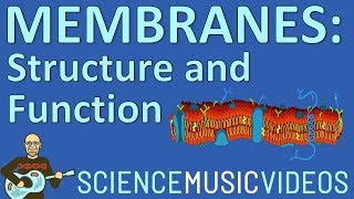 Cell Membrane Structure and Function [upl. by Maleen]