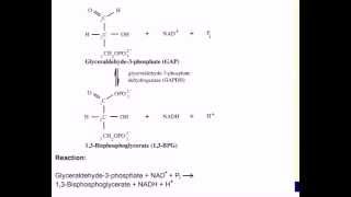 Mechanism of GAPDH [upl. by Barker405]