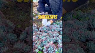 How to Harvest Succulents Expert Tips [upl. by Toney163]