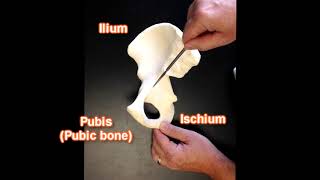 Ischiofemoral Impingement Test  Ischiofemoral Impingement Syndrome IFI [upl. by Acinomaj]