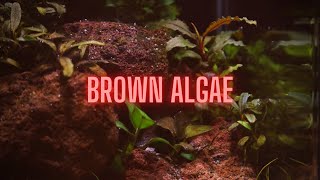 AQUARIUM ALGAE GUIDE Ep 2 Brown Algae  Diatoms [upl. by Ecirtac]