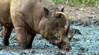 Babirusa Hirscheber Sulawesi Indonesia [upl. by Eardna]