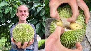 How To Open and Eat a Durian [upl. by Carla]