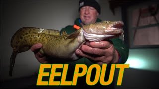 Ice Fishing Spawning Eelpout CatchCleanCook [upl. by Myk]