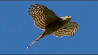 Sparrowhawk Bird Call Bird Song [upl. by Ahsinev]