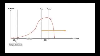 The StressStrain Curve EXPLAINED for Ligaments amp Tendons [upl. by Odnomra]